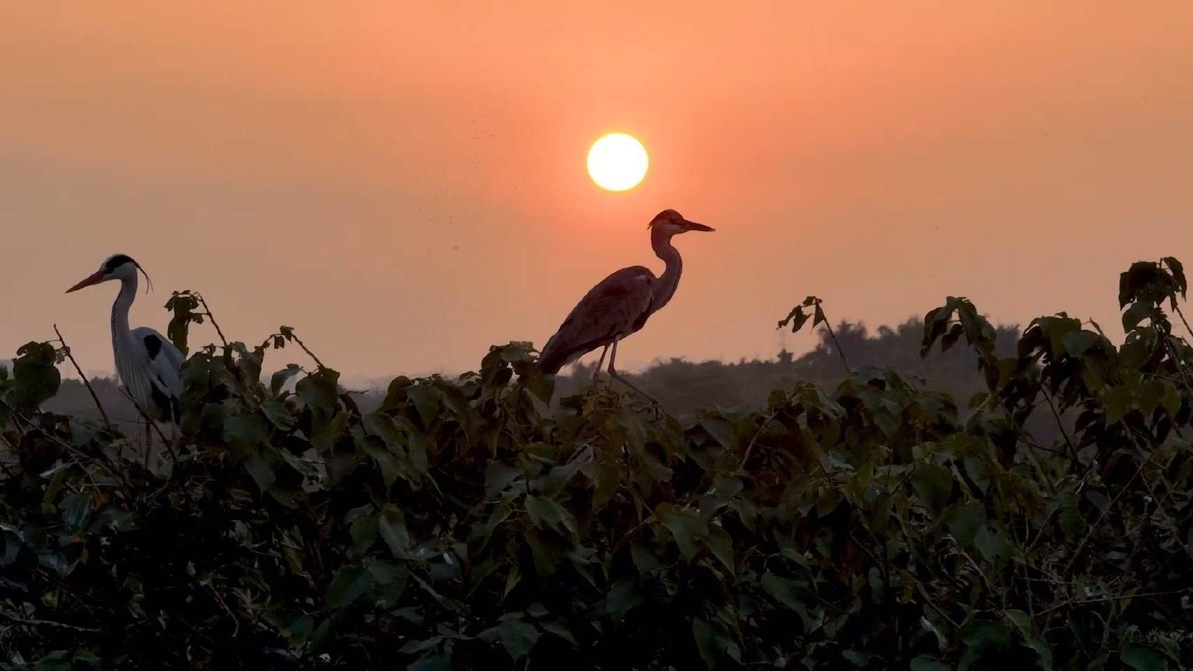 BBC镜头里的野性广东珠江口中华白海豚自带“粉晕特效”，野得随性、萌到犯规，还是