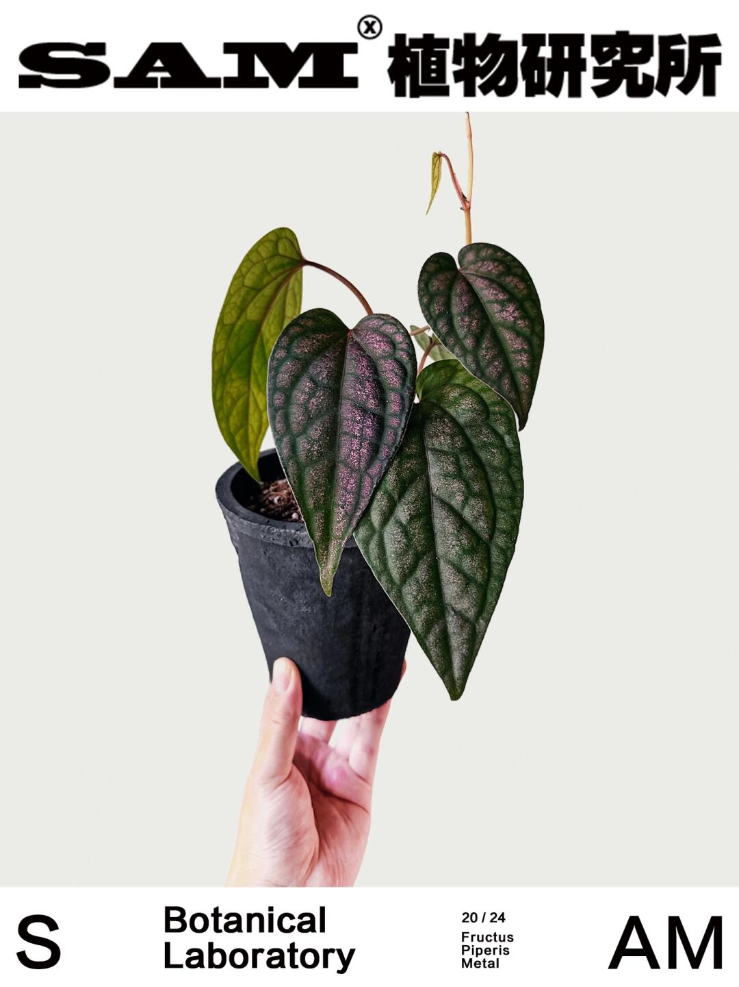 金属胡椒｜Fructus Piperis Metal