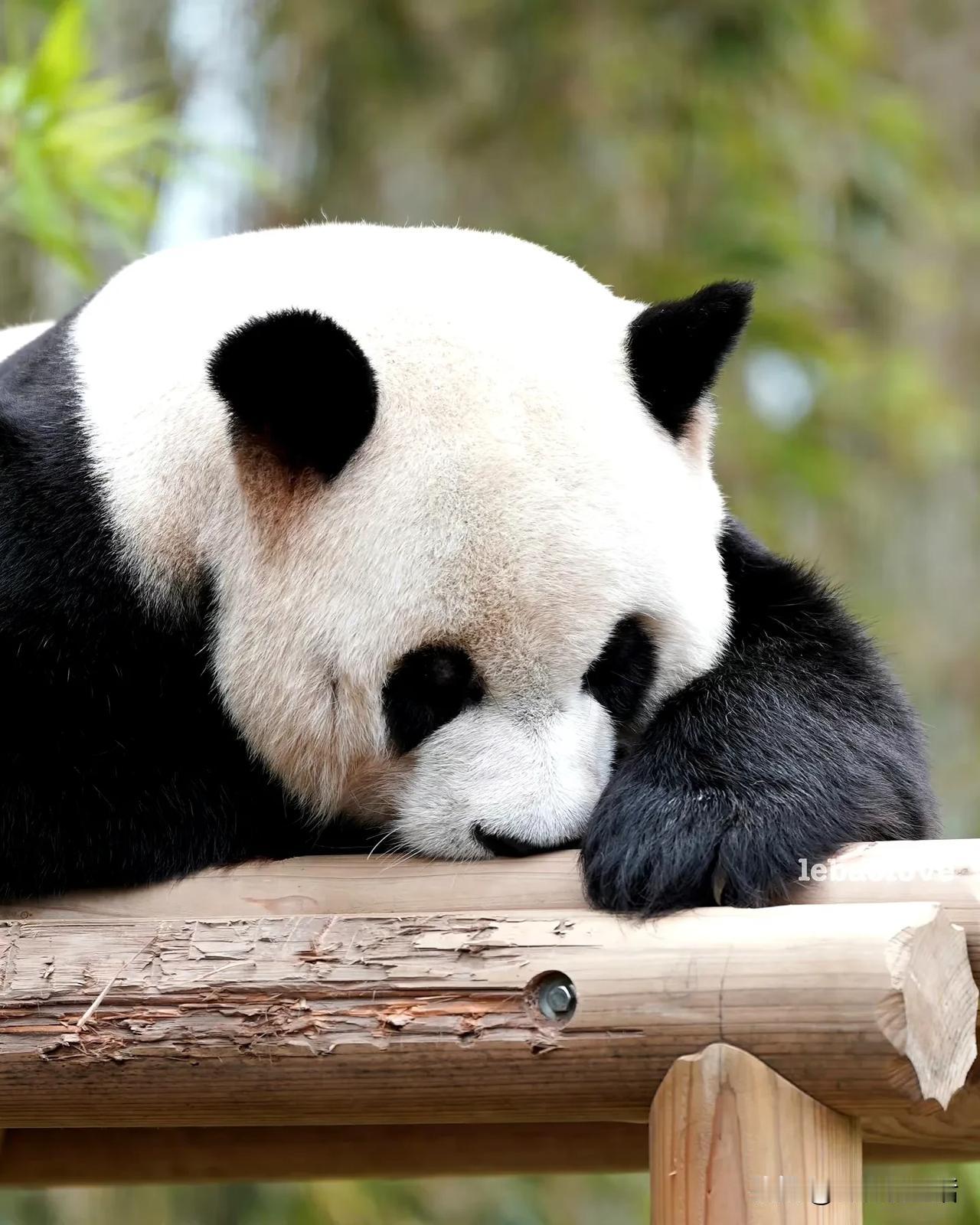 亲爱的园欣，请问你是用什么呼吸的，鼻子还是嘴巴？


这么睡觉，呼吸系统还在工作