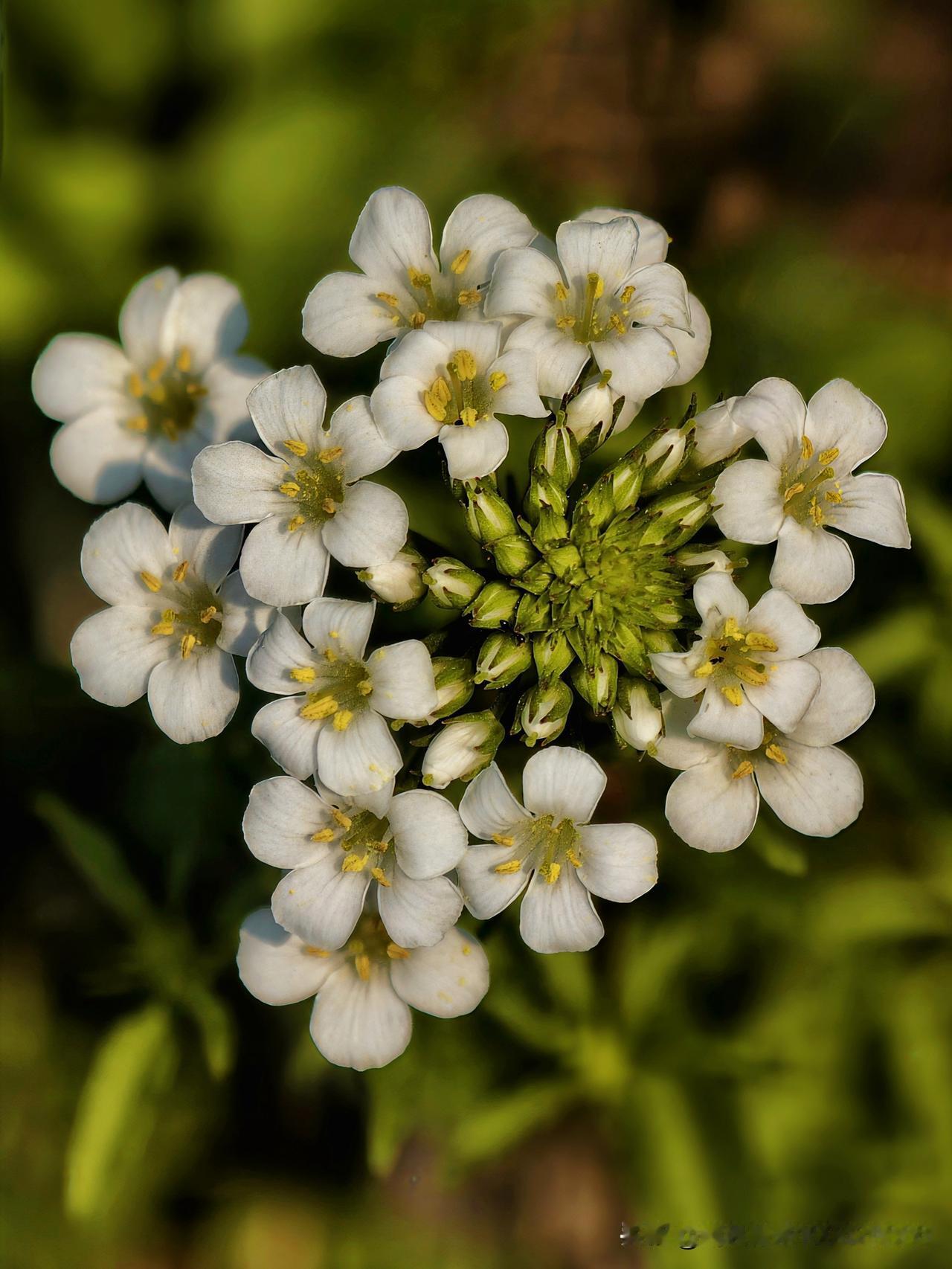 泽畔星花缀素英，一丛清白照春晴。
不随桃李争春色，自向溪头抱月明。