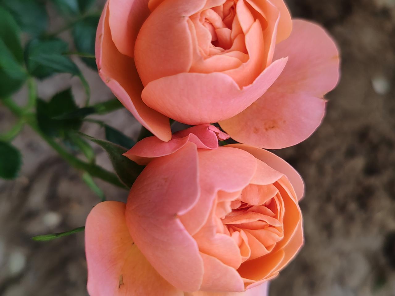 晒图笔记大赛小区里的随手拍。