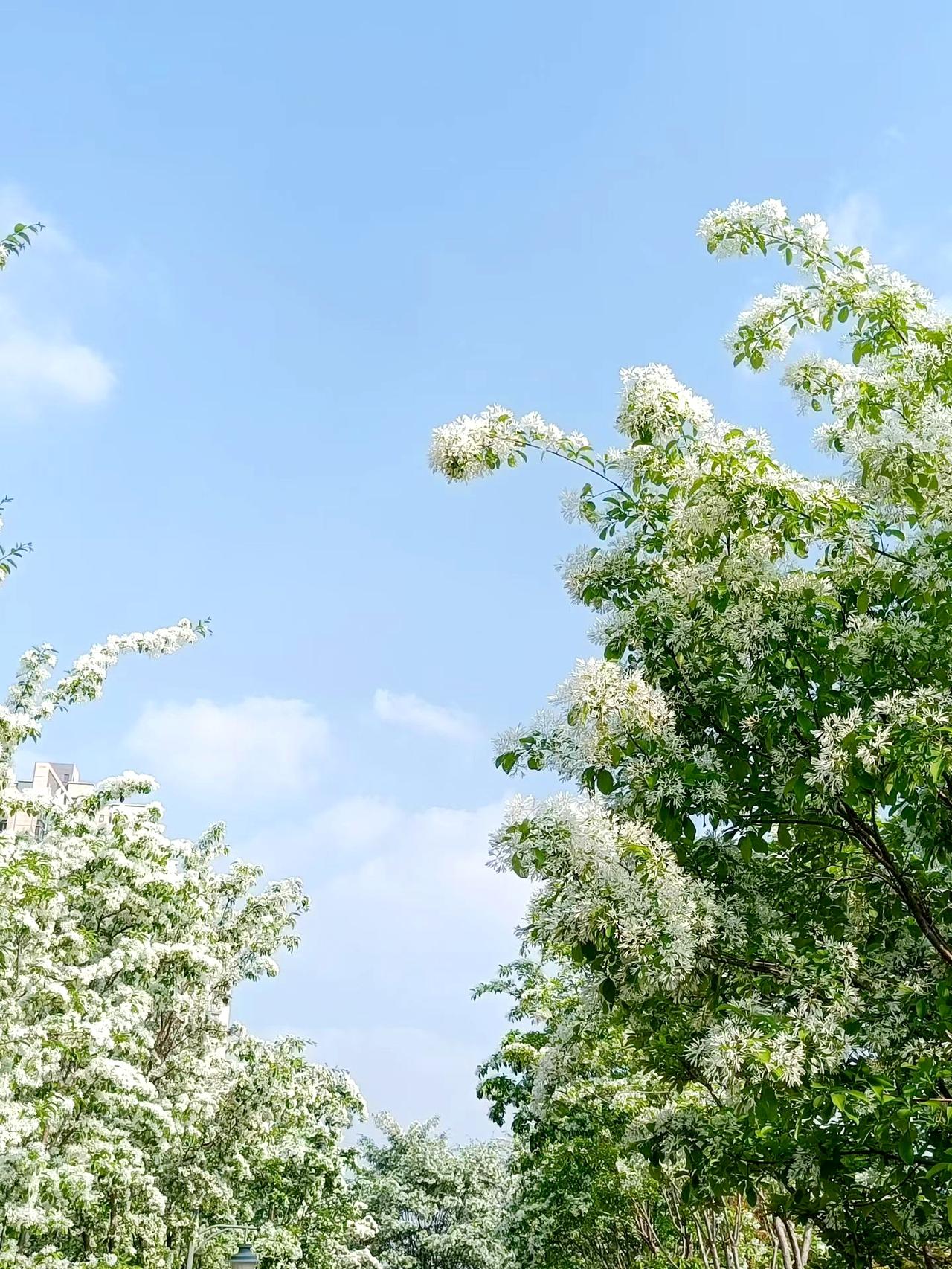 《清平乐·咏流苏花》
 
素绡裁就，碎玉枝头瘦。
晴影轻筛春梦透，香绕碧痕如绣。