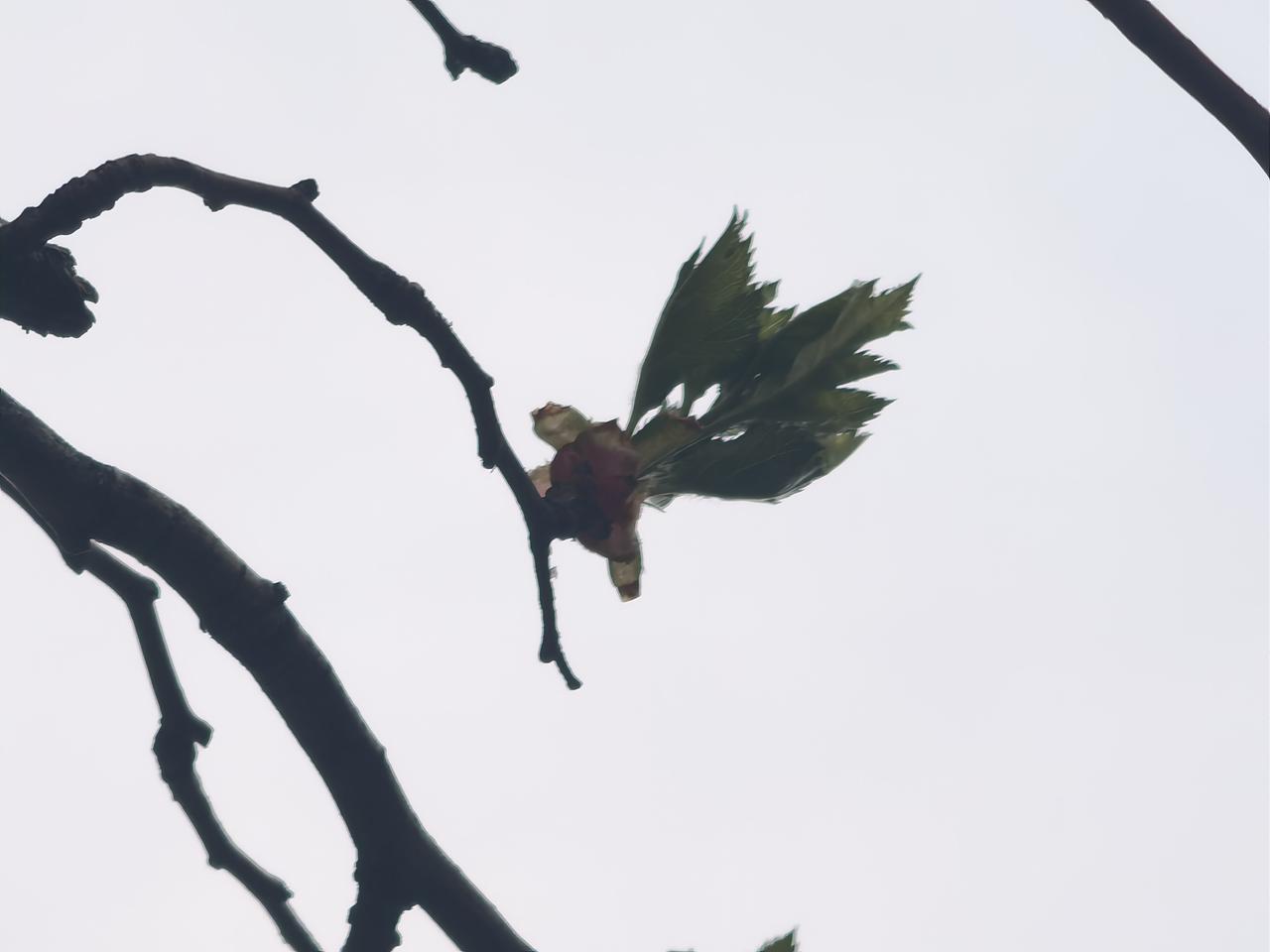 天，薄阴。
山楂树的叶子，绒绒的绿着。半开的叶片，像小姑娘的小抓髻。
仰拍，须增