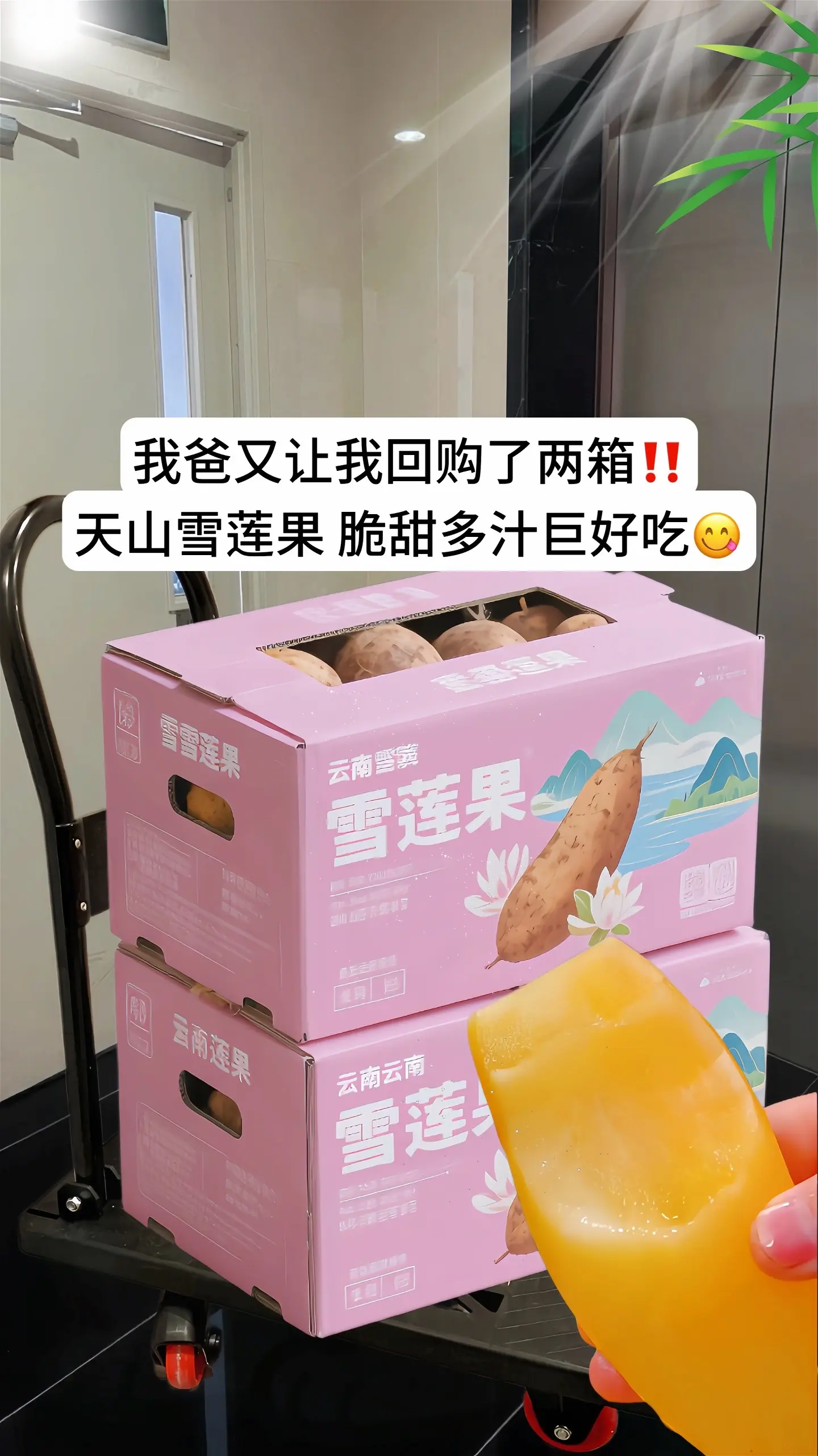 云南天山雪莲果。现挖直发，金黄果肉藏着阳光的暖意，咬开便是清甜脆嫩的口...