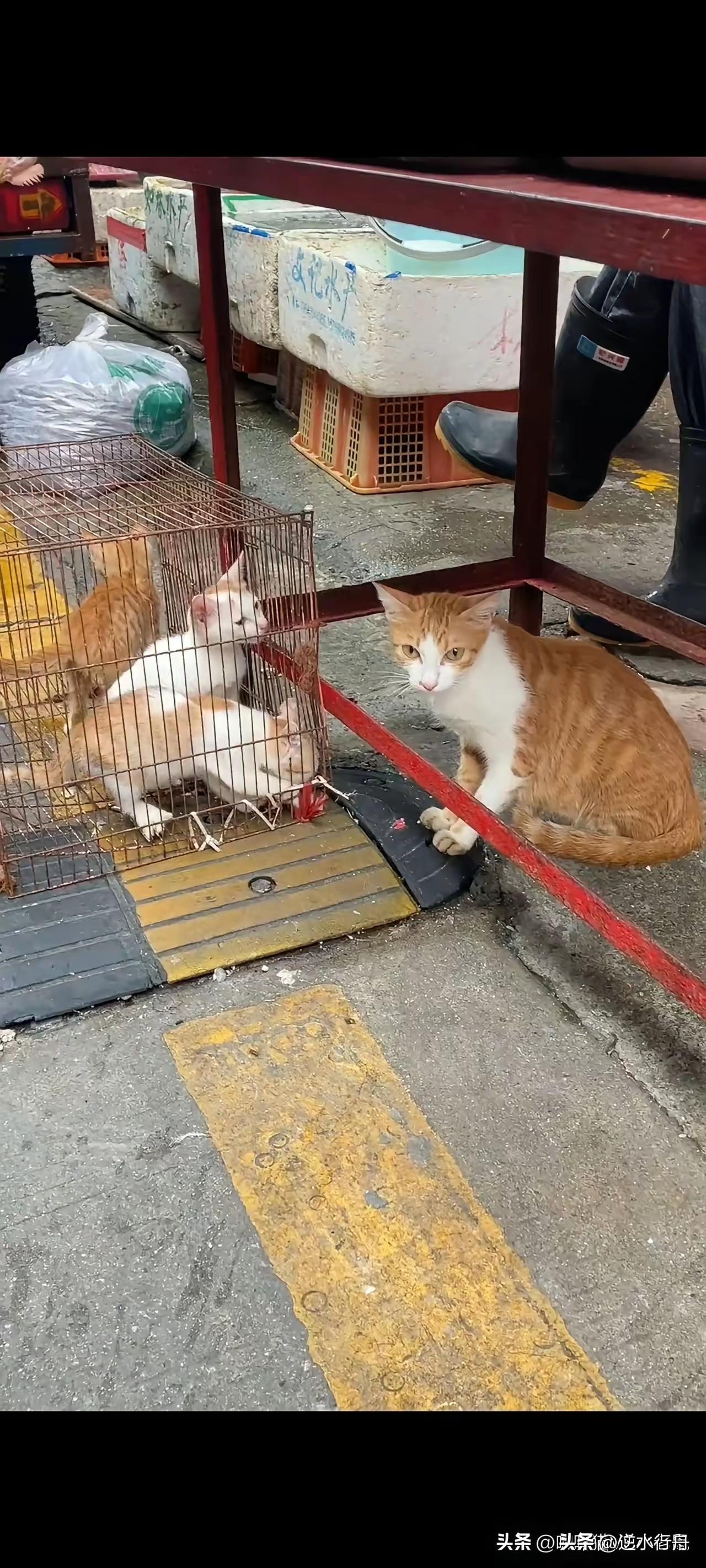 两只幼猫被装进笼子准备卖给饭店，它们的妈妈在边上守着不愿离开。幼猫在笼子里哀鸣想