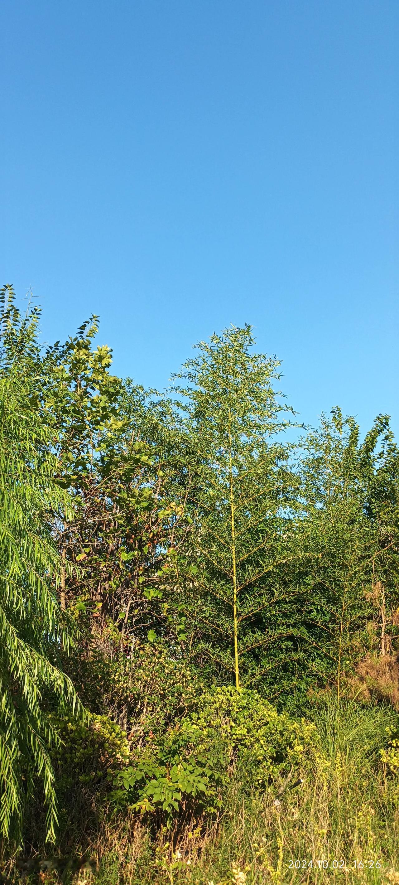 记得好多年前，在农村住家户的墙上，大标语醒目的写着:
“粪是金，尿是银，茅缸就是