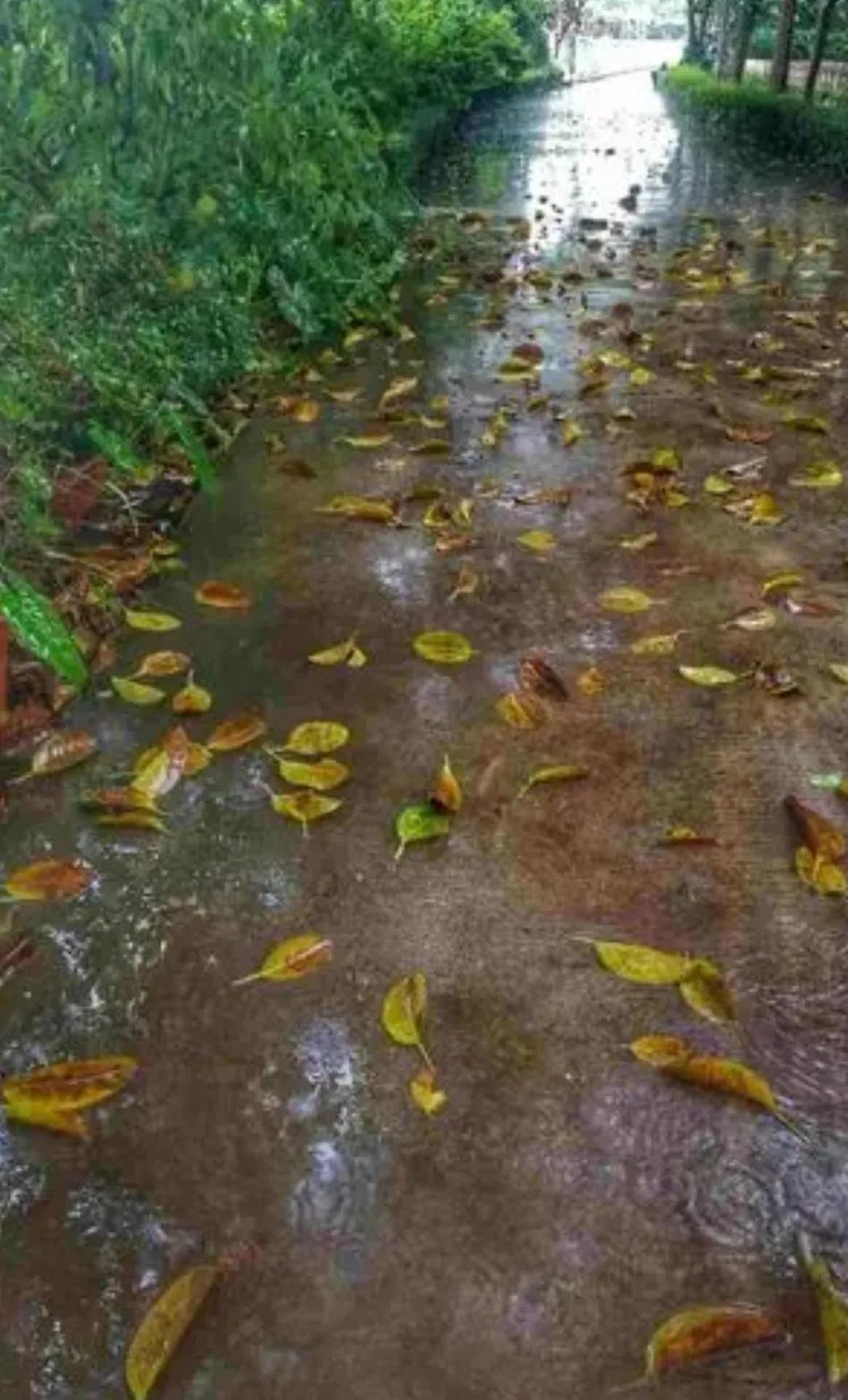 △台风“贝碧嘉”扰佳节△
🌧🍂☔️🍃🌸🍒
八月十六水还流，
昨日未完雨