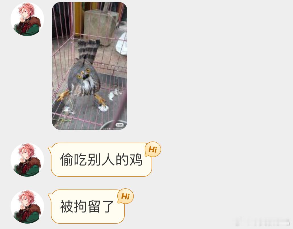 偷鸡吃的【凤头鹰】猛禽是保护动物奥，要尽快放了不然会被警察拘留… ​​​