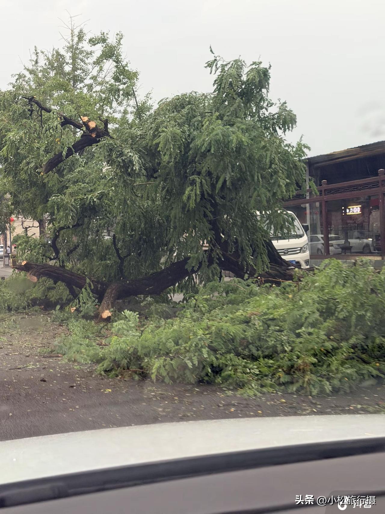 正定开元寺门口这棵老槐树倒了[伤心]它经历了无数场风雨依然挺拔！然而它还是倒在了