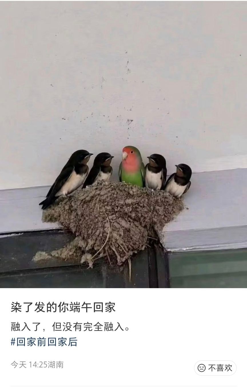 染发小鸡 