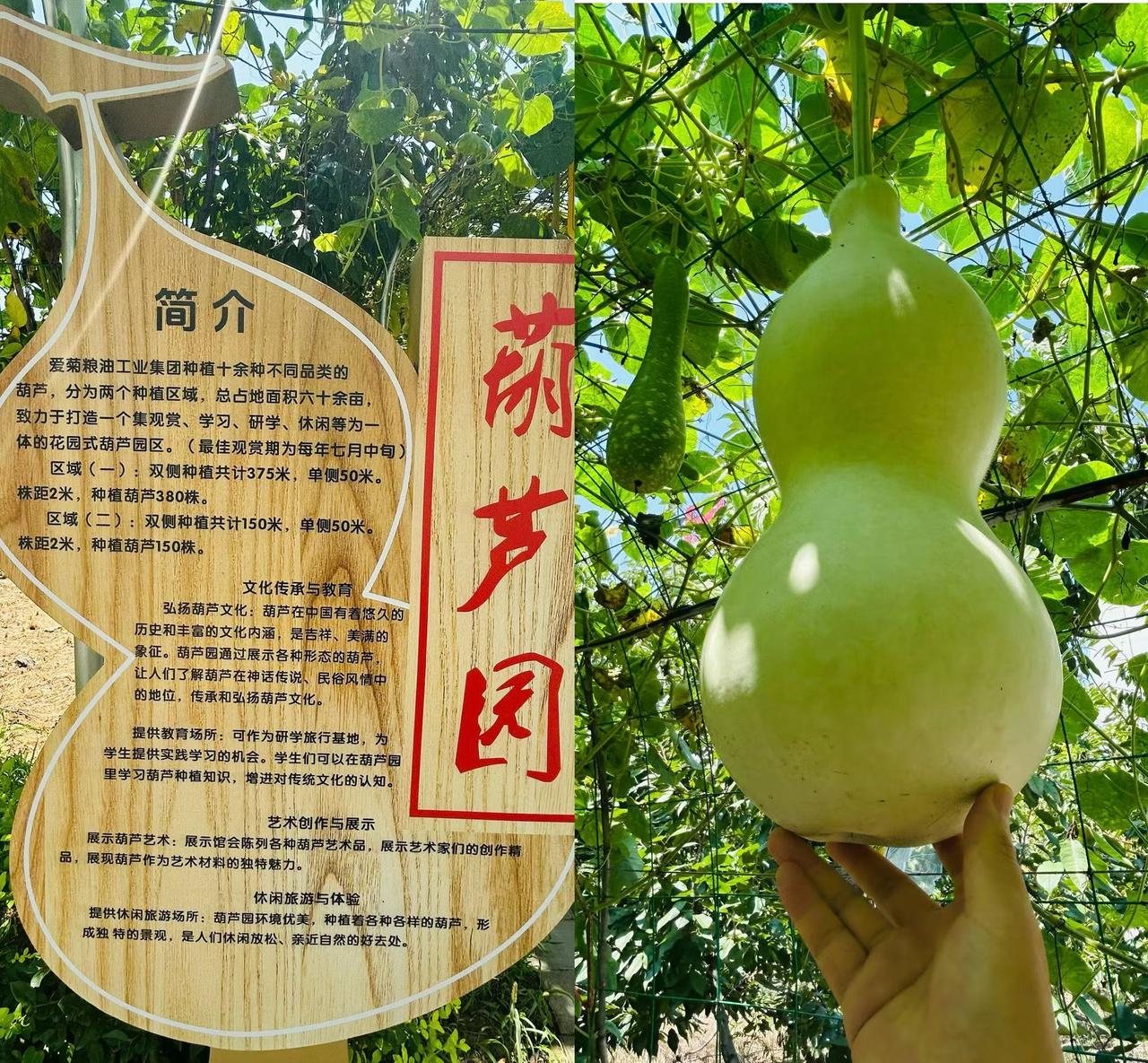 爱菊的葫芦，是指西安爱菊粮油集团在自家健康文化体验园里打造的一个特色葫芦观光园，
