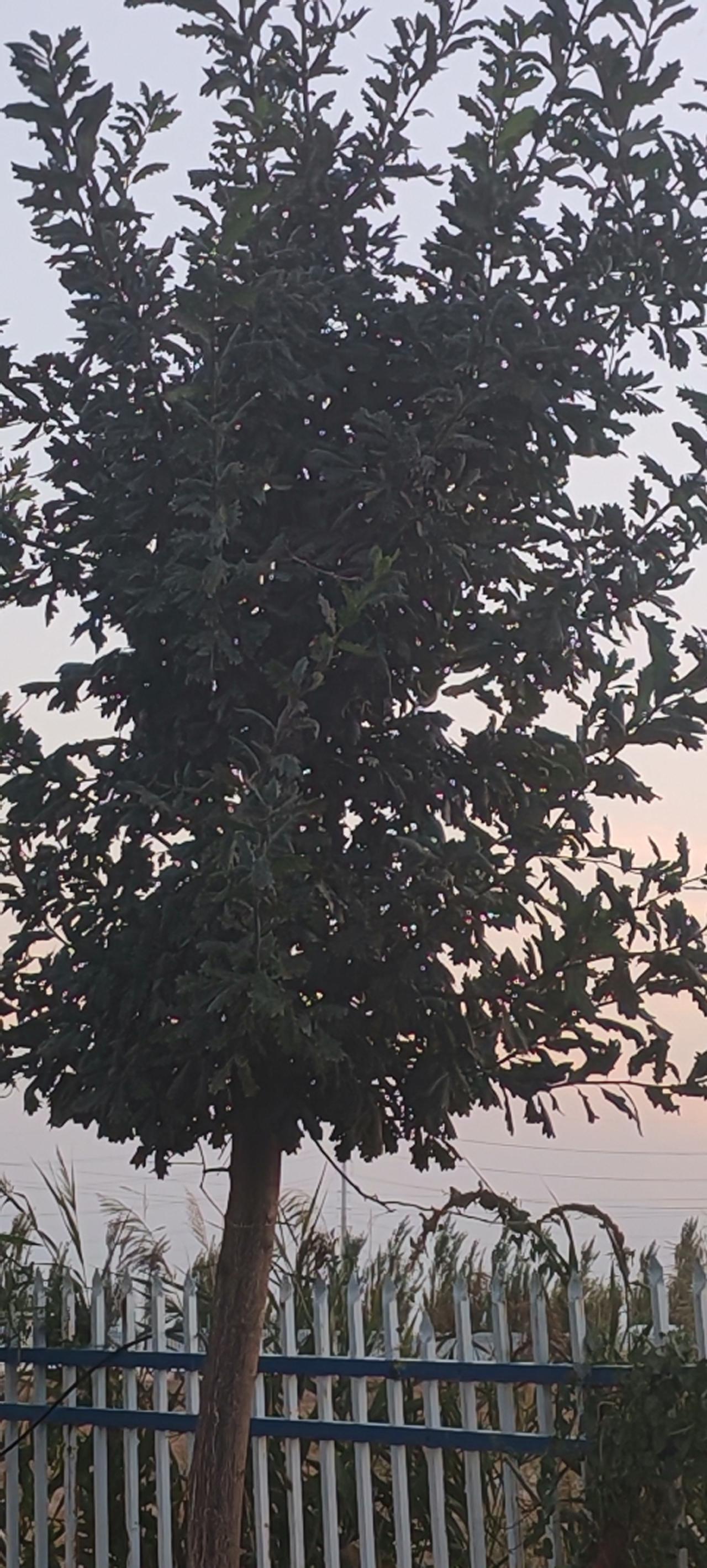 晒图笔记大赛看看我们公园这风景树好看不在太阳下岗拍的，与天共呜