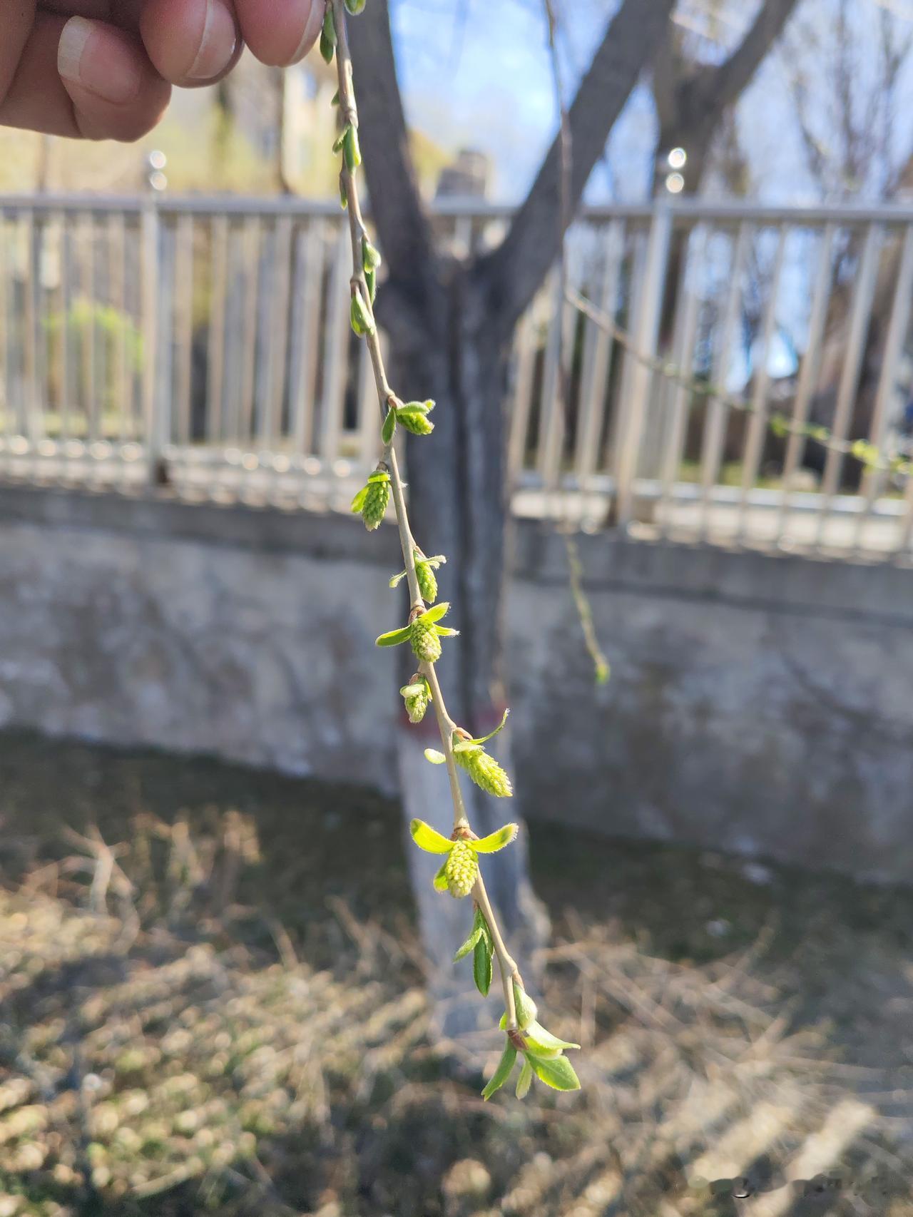 真心话茶局立夏了？我怎么感觉春天刚来呢[捂脸]不知道是不是这样子？树叶刚出来一点