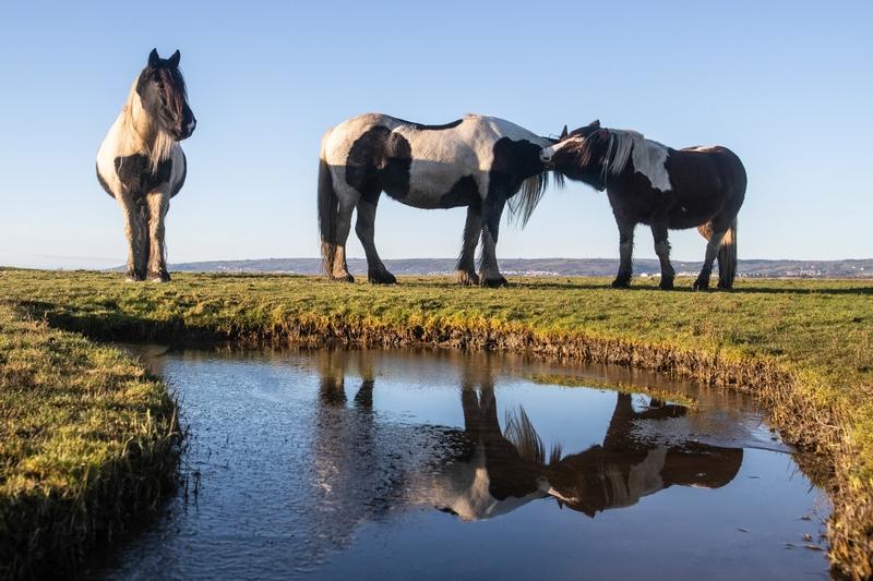 不久前看到一个一生难忘的视频：一匹荒原急驰的骏马不慎陷入沼泽地，求生的欲望使得骏