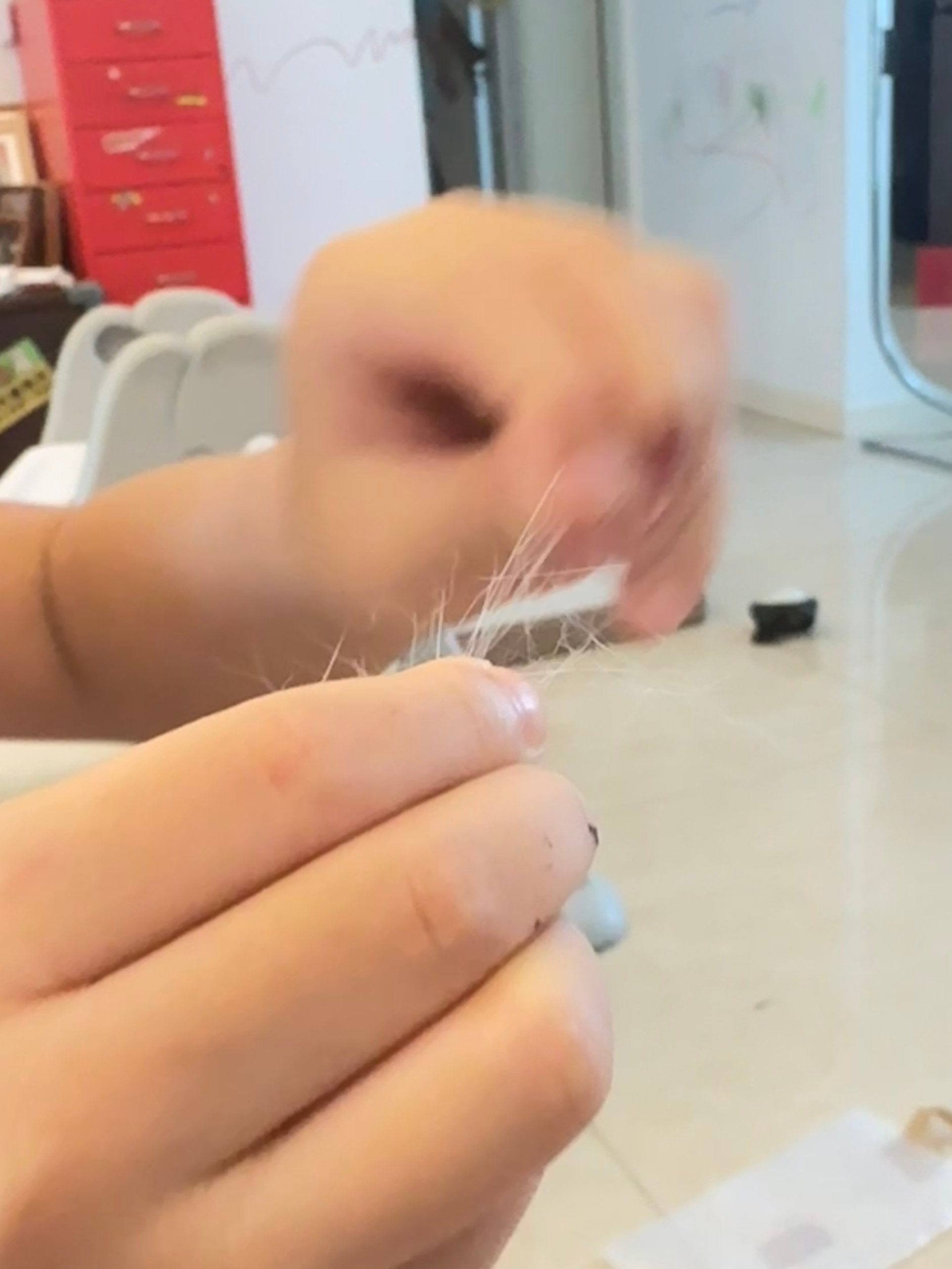 球宝居然拔了一撮奴奴猫扔到我身上，说想看妈妈过敏。结果我真的过敏大爆发，球很高兴