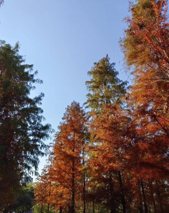 三洋湿地
分别从北入口、西入口进去
两边都很美
两次去天气也都超级给力
一边是芦