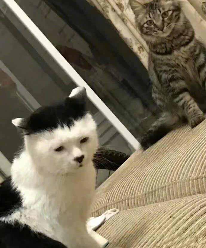 丑猫大比拼，请用你手机里的猫打败它！ 我“平头猫”还没怕过谁