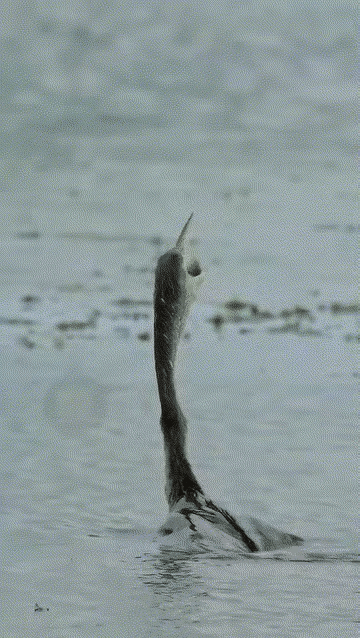 这条鱼命真大，能逃脱出来真的幸运啊！