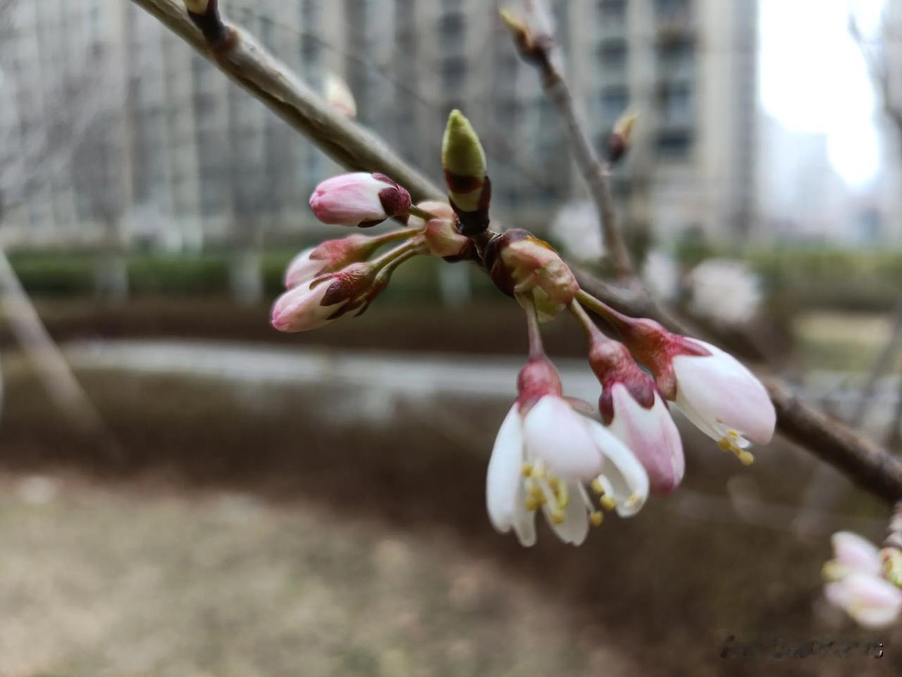 记录花朵盛开的瞬间