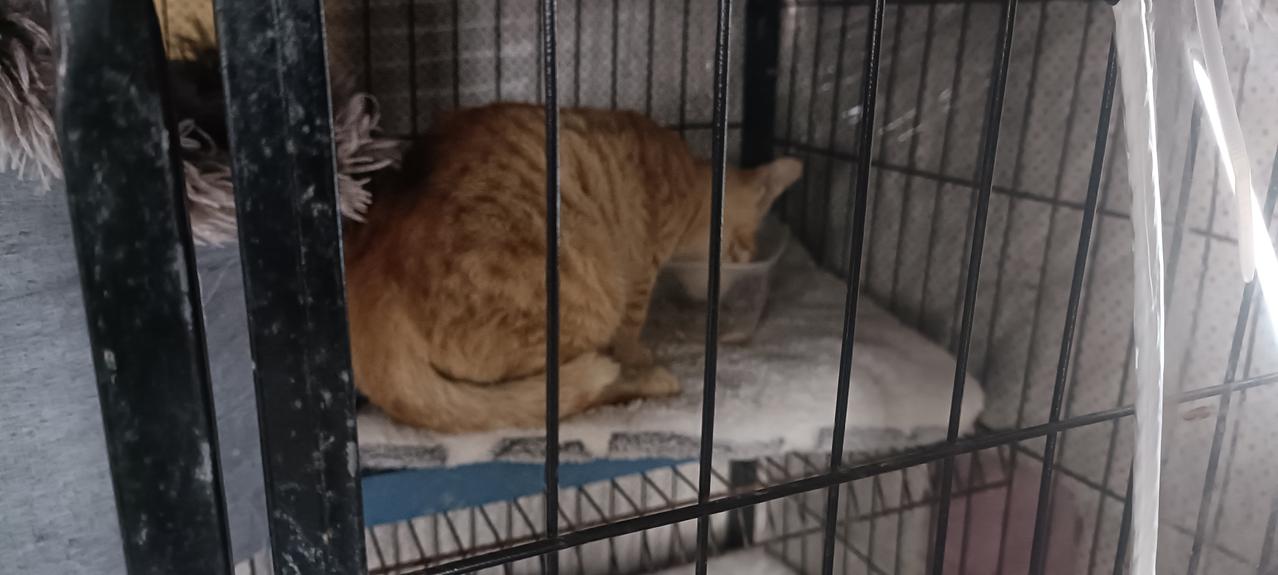 今天早上去平台猫屋看小橘猫，它正在大口干饭，猫粮也吃了不少，眼睛和鼻子也干净了，