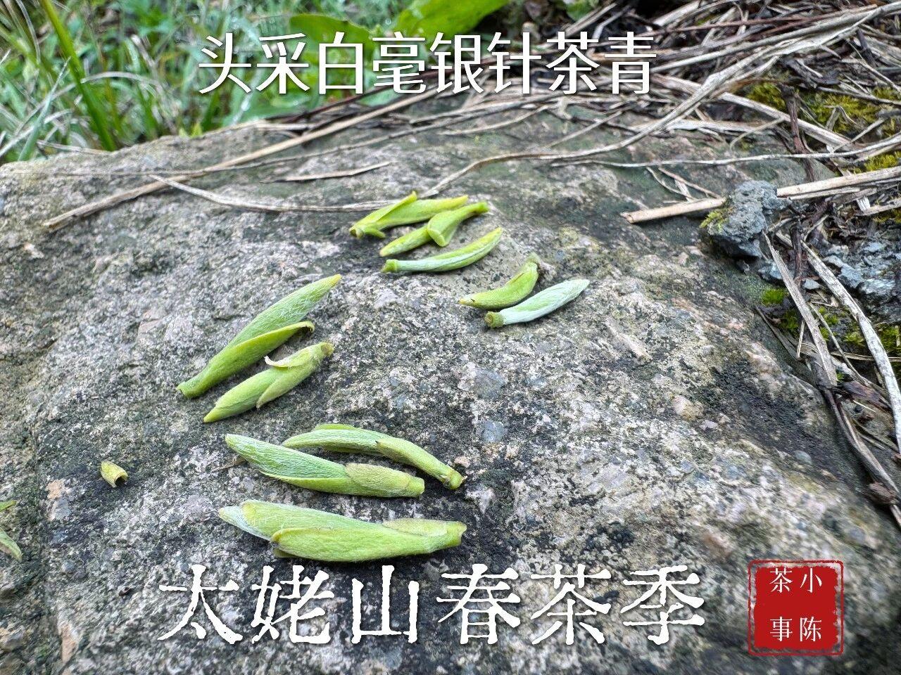 茶叶里的异物，哪些正常？哪些不正常？
茶叶里的异物，需要区别看待。
茶梗、茶毫之