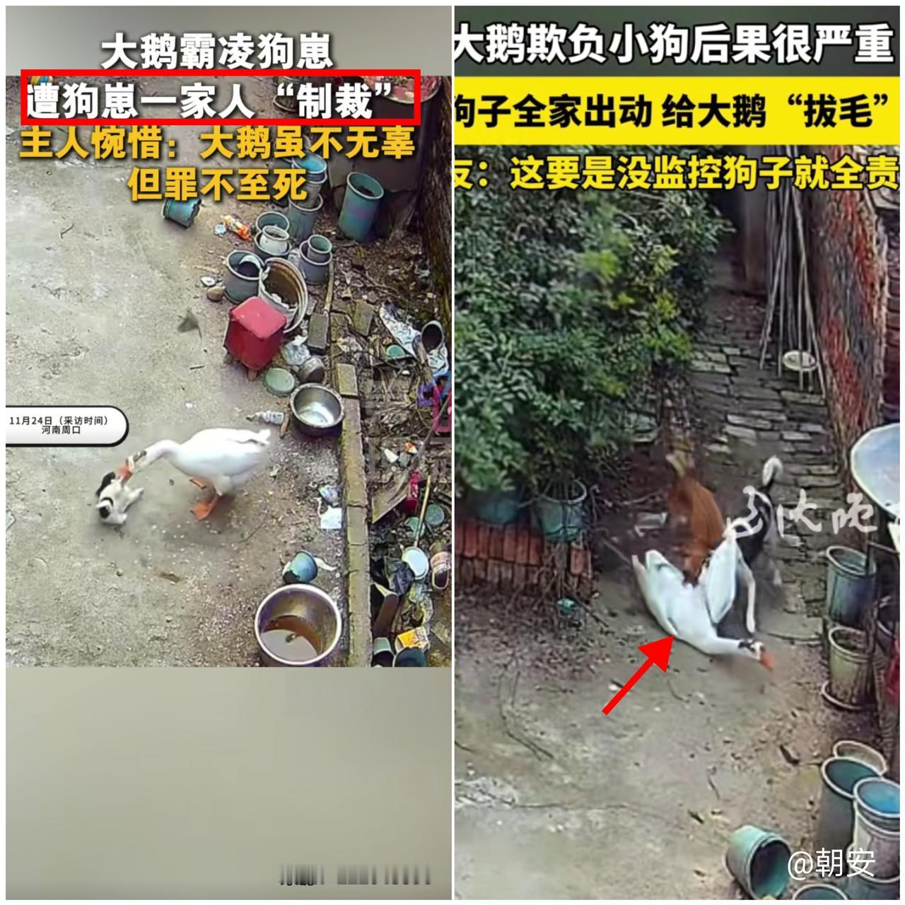 找谁说理去？

河南大姐出门喝顿喜酒，回家就撞见“家庭惨案”！

自家看门大鹅惨