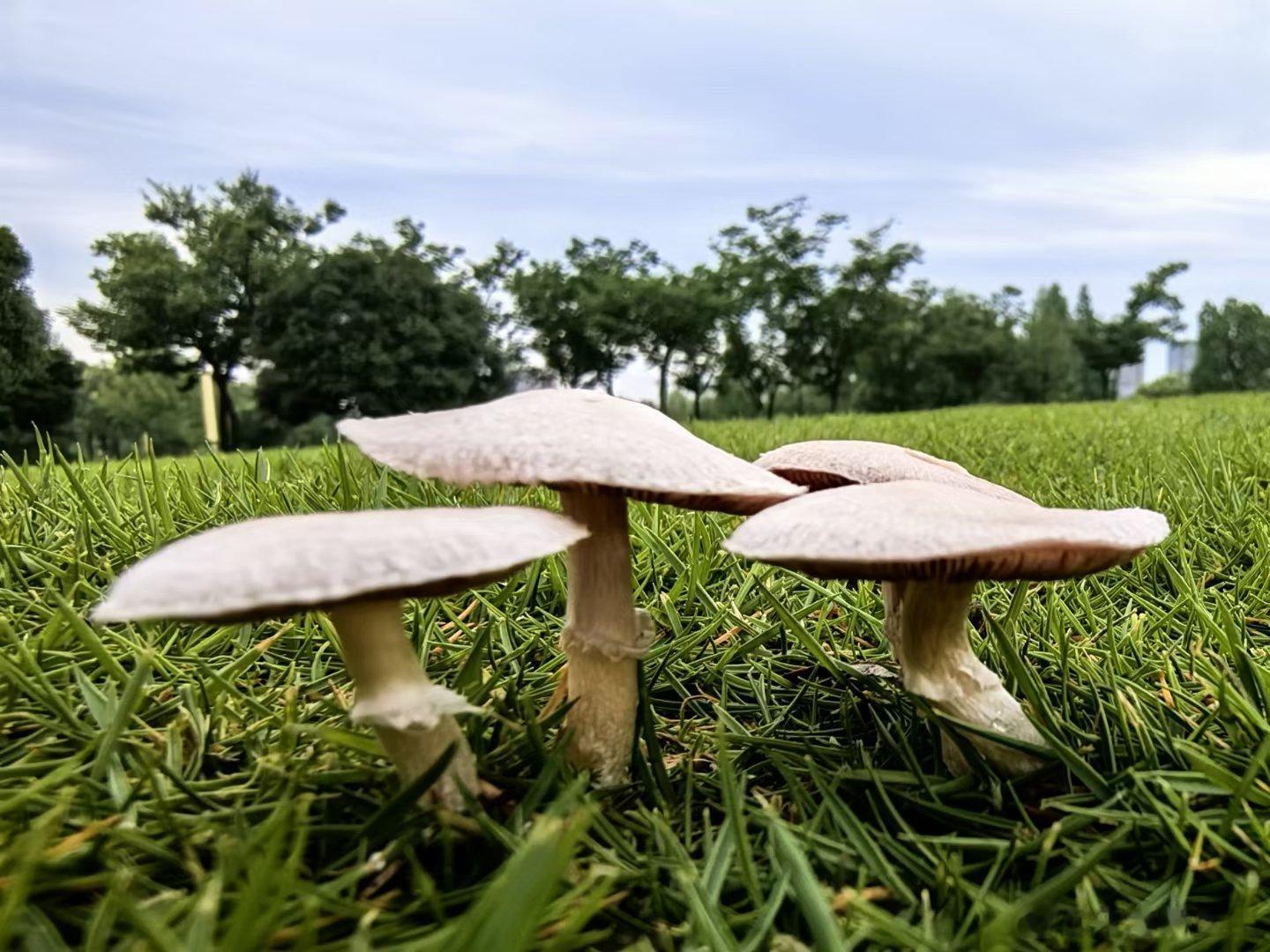 #浙江常见的毒蘑菇长这样#你能分辨哪些是毒蘑菇吗？分不清楚，还是别吃了。 ​​​