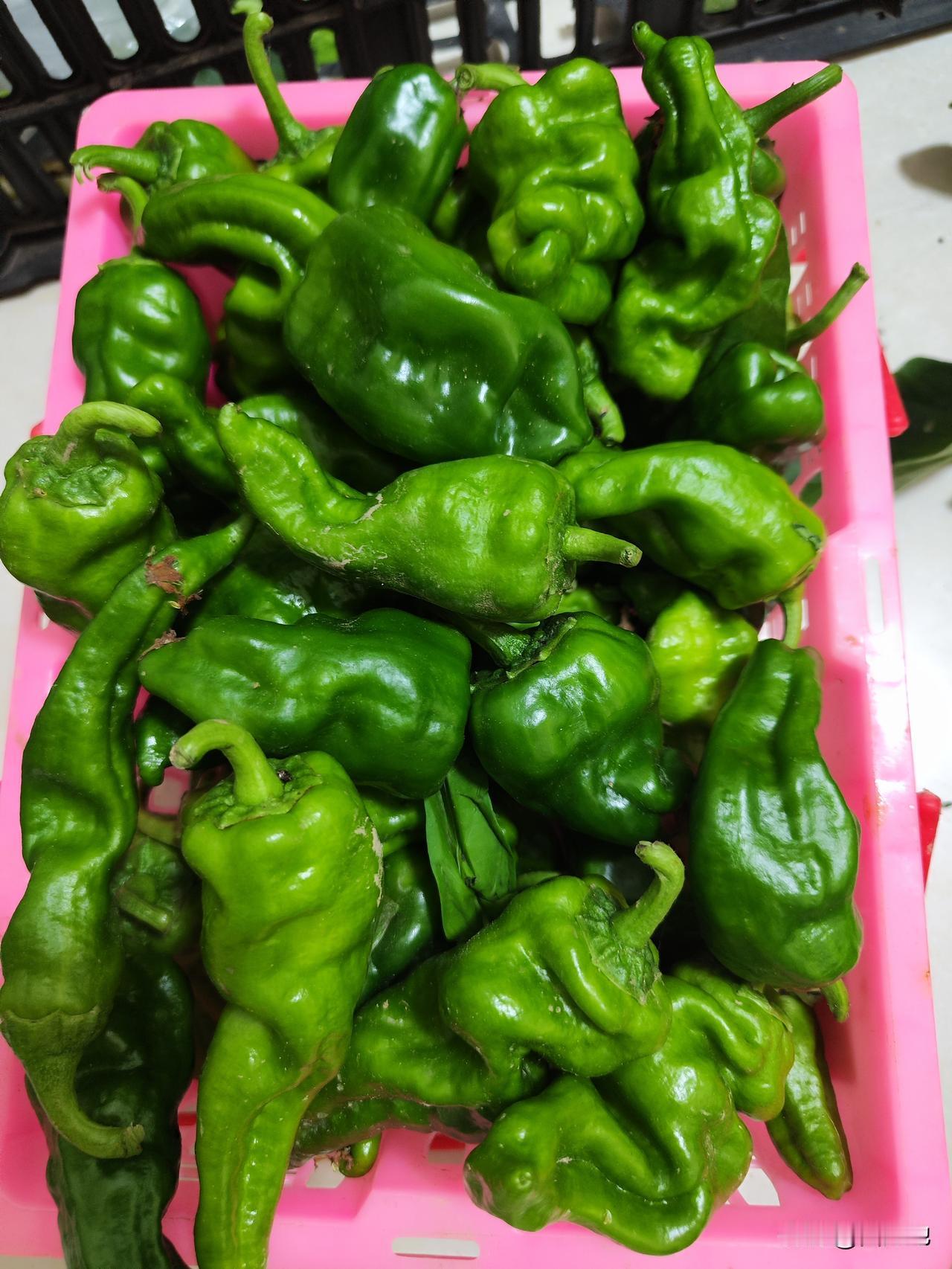 今天一早去小菜园摘菜，发现黄瓜全被偷了，虽然有点不舒服，也没真正生气，能被别人惦