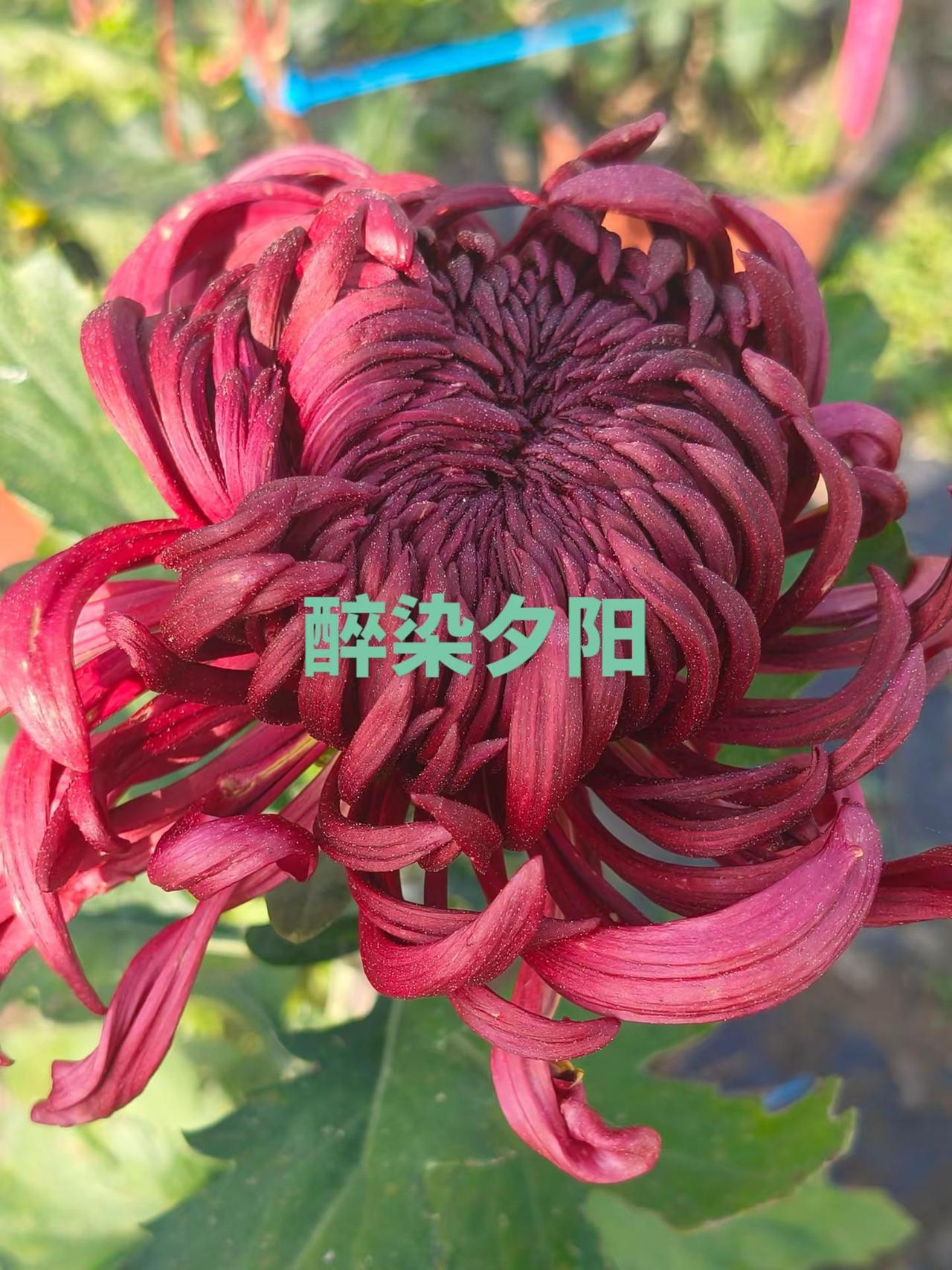 菊花
