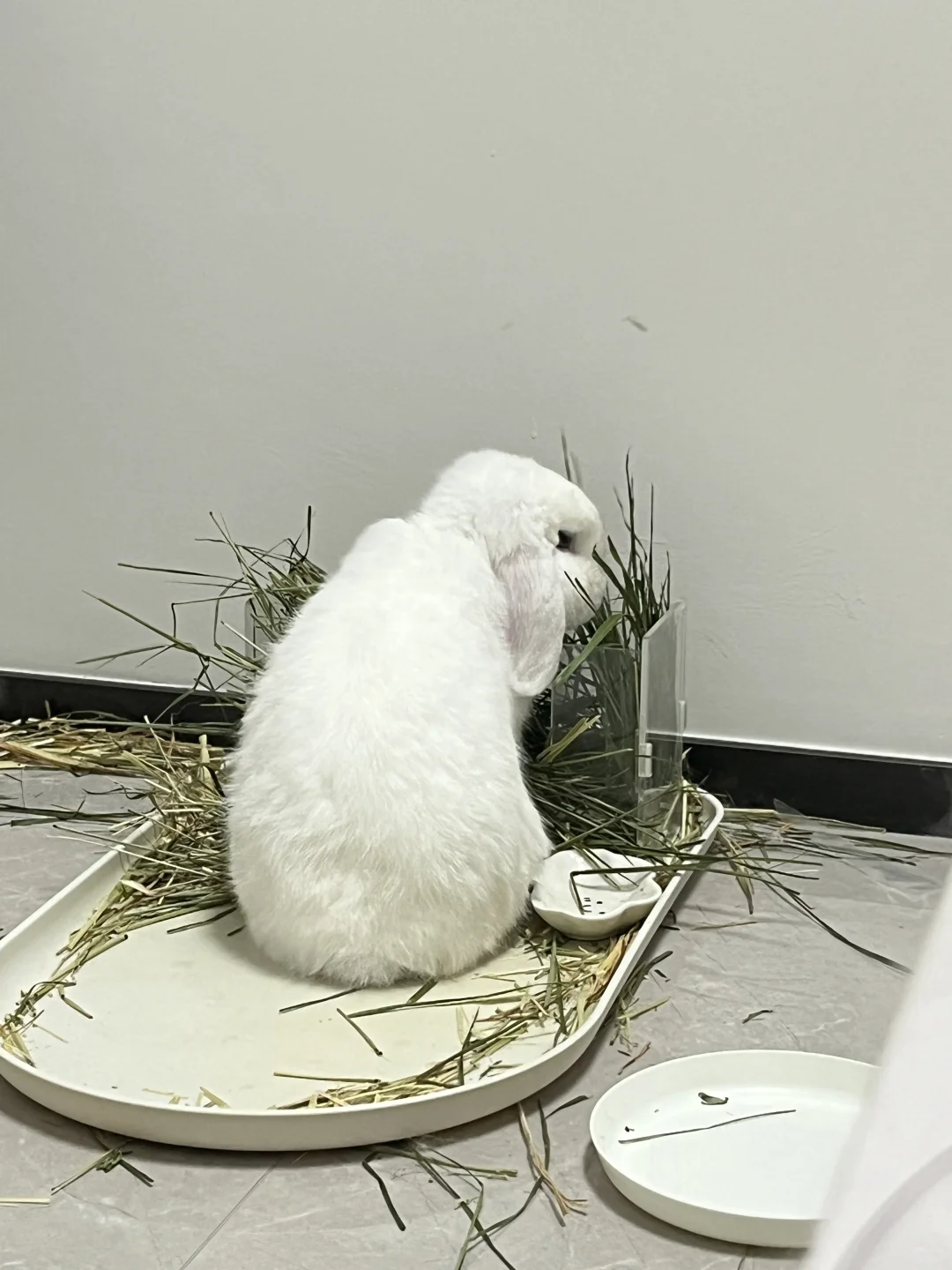 小铃铛🐰｜偷感很重😶