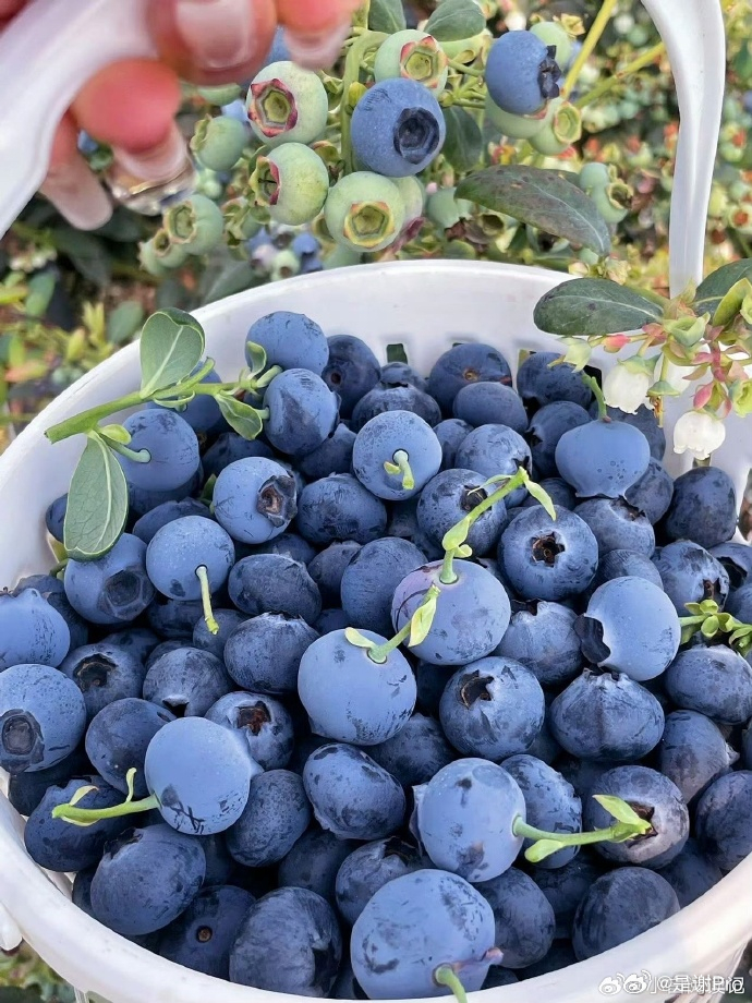 身体有慢性炎症可以多吃这些水果我知道蓝莓对眼睛好，但有的说还有美白效果 是真的吗