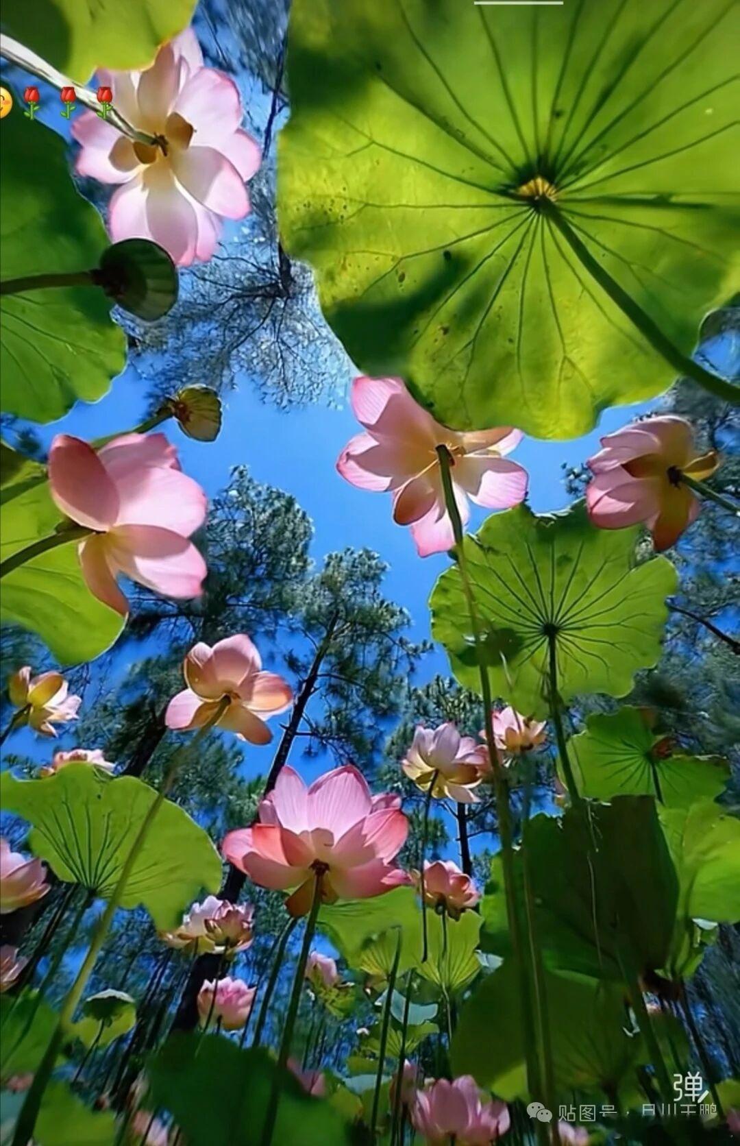 晨读晨起推开窗，晨光浅浅落在案头，随手翻开唐诗。慢读七八首，字句清淡，韵致悠长，