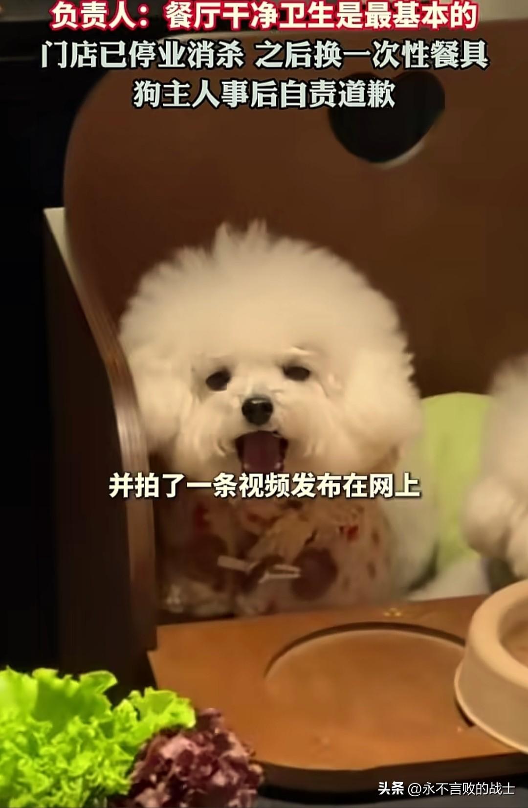 近日，河南商丘一顾客带小狗进饭店吃饭，并拍下视频在网上炫耀。

此视频在网上引发