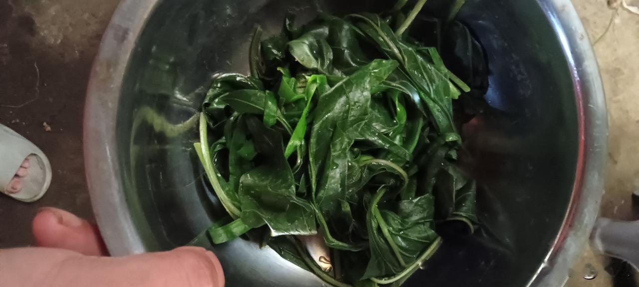 辣椒叶比辣椒更有营养吗？我的个人看法
 
在我看来，与其说辣椒叶“碾压”辣椒，不