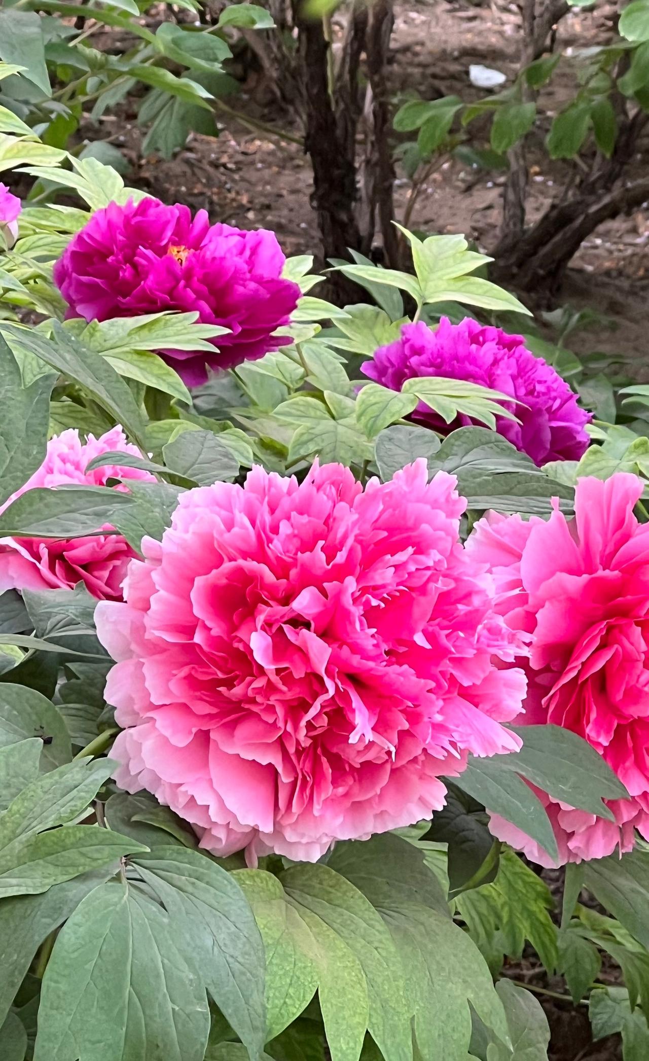 惊艳美丽的花朵美丽动人的牡丹花：粉黛争春色，花影映人间。晒图笔记大赛