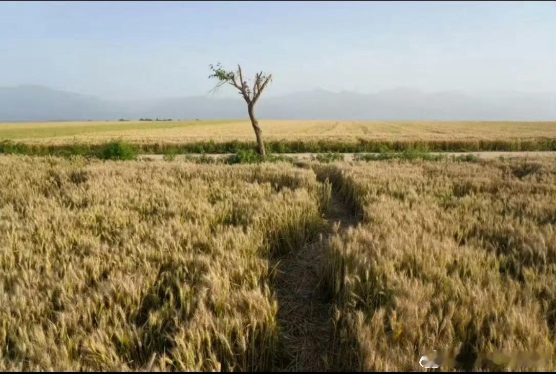 别逼农妇把砍秃的网红树再砍倒农村真的把土地把庄稼看的很重的可以拍照可以打卡但是不