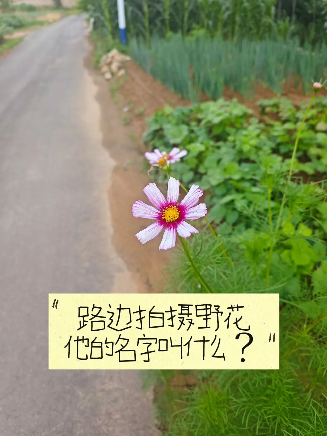 它的名字叫什么？