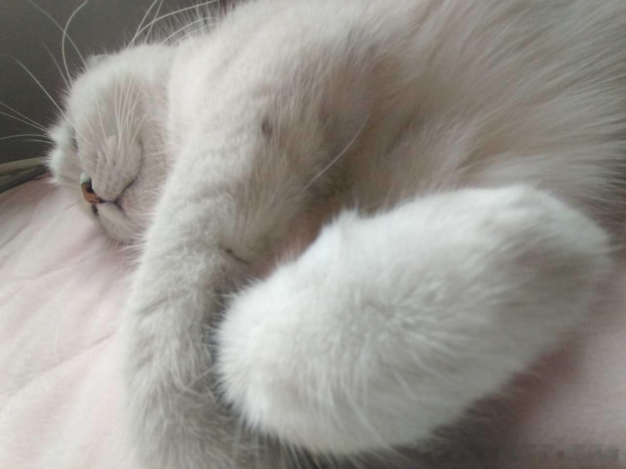 49822【丑猫】丫头，你也为我着迷吧 
