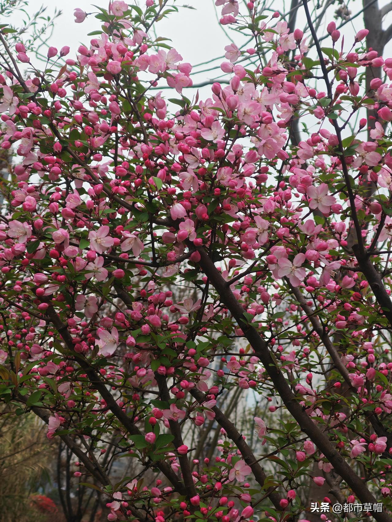 做人是不是也这样，要在激烈的竞争中取胜，总得有自己的一技之长，才能在某一领域站稳