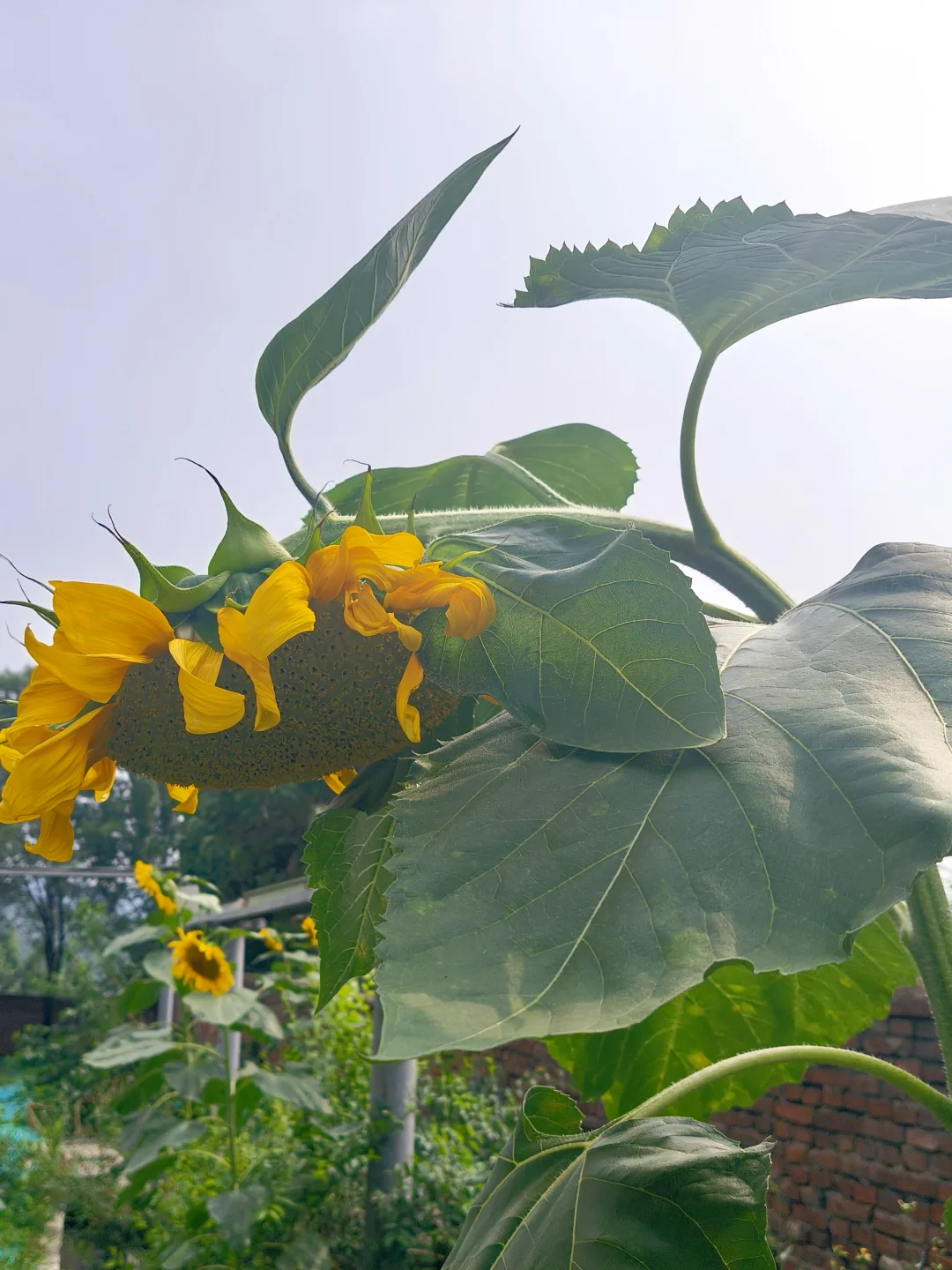 向日葵低头时，阳光正悄悄吻上它的花瓣🌻