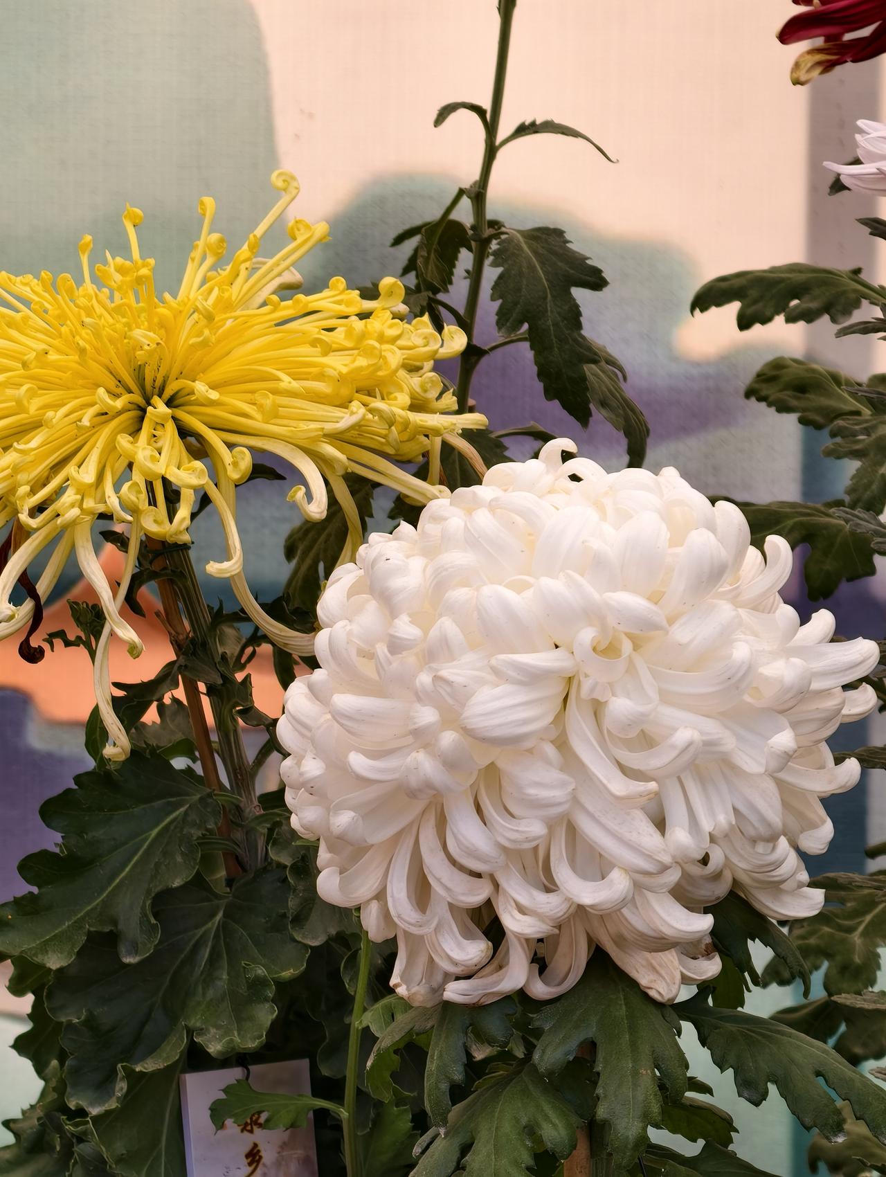第三届陶然亭公园秋色 陶然亭菊花展