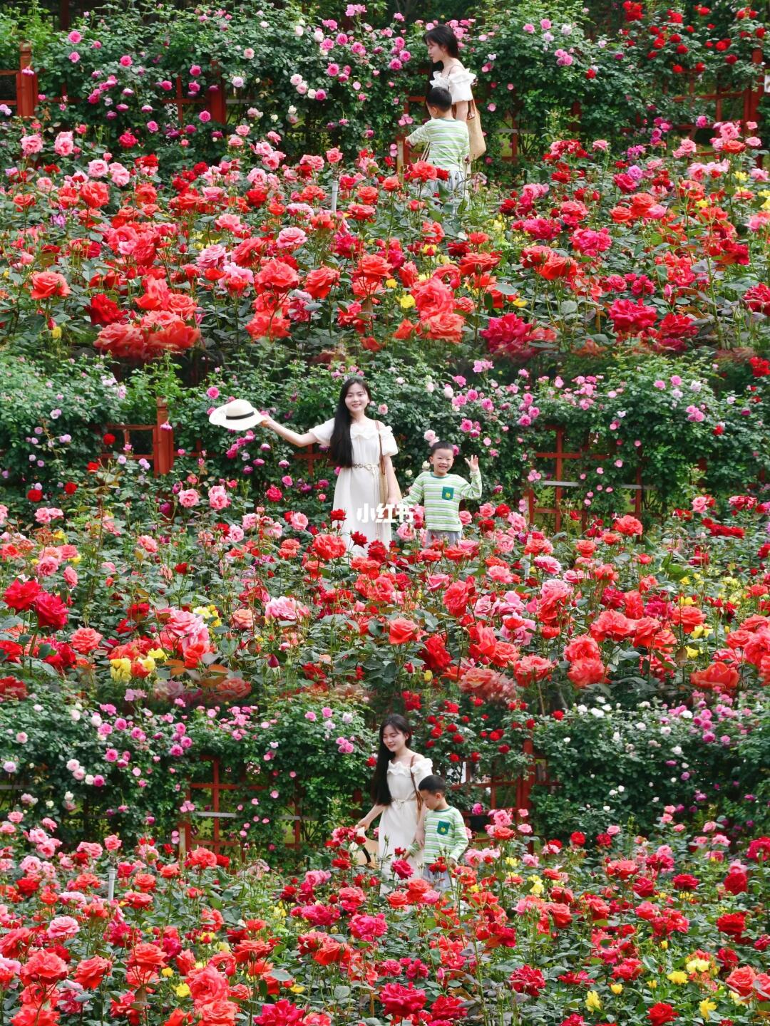 南昌的月季已经开满园啦🌹