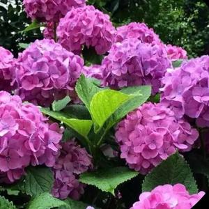 紫阳花开