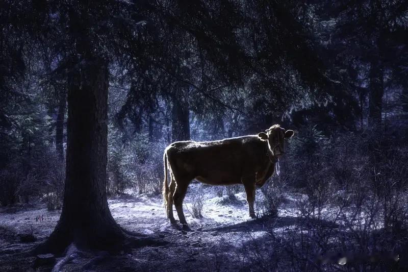 神秘牛的祖先。跨越时空的寻根之旅。探秘牛的祖先：一场跨越时空的寻根之旅

嘿，朋