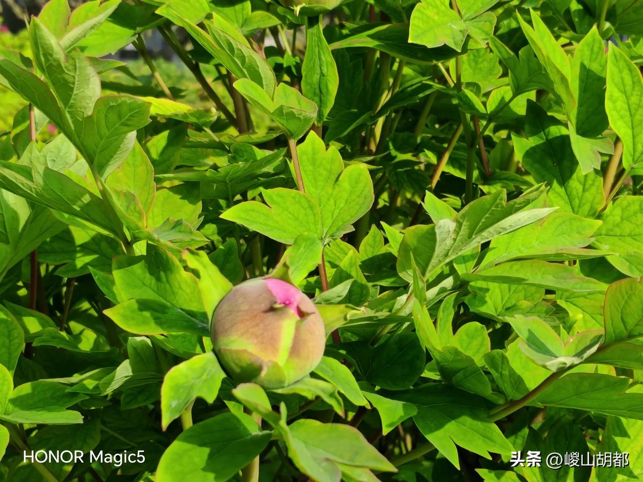 五彩牡丹含苞待放[赞]今天是3月29日，一大早散步到西安牡丹园，一个个花骨朵迎着