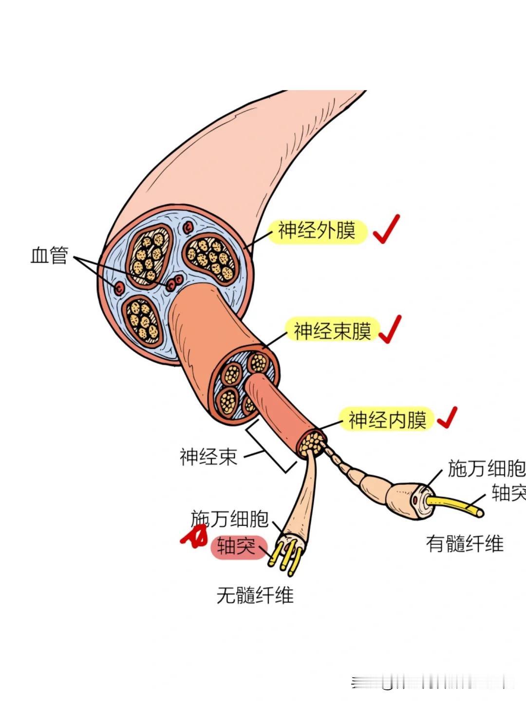 神经什么时候开始恢复？大家可以多注意这三个变化
 
一、感觉方面
比如之前受损部