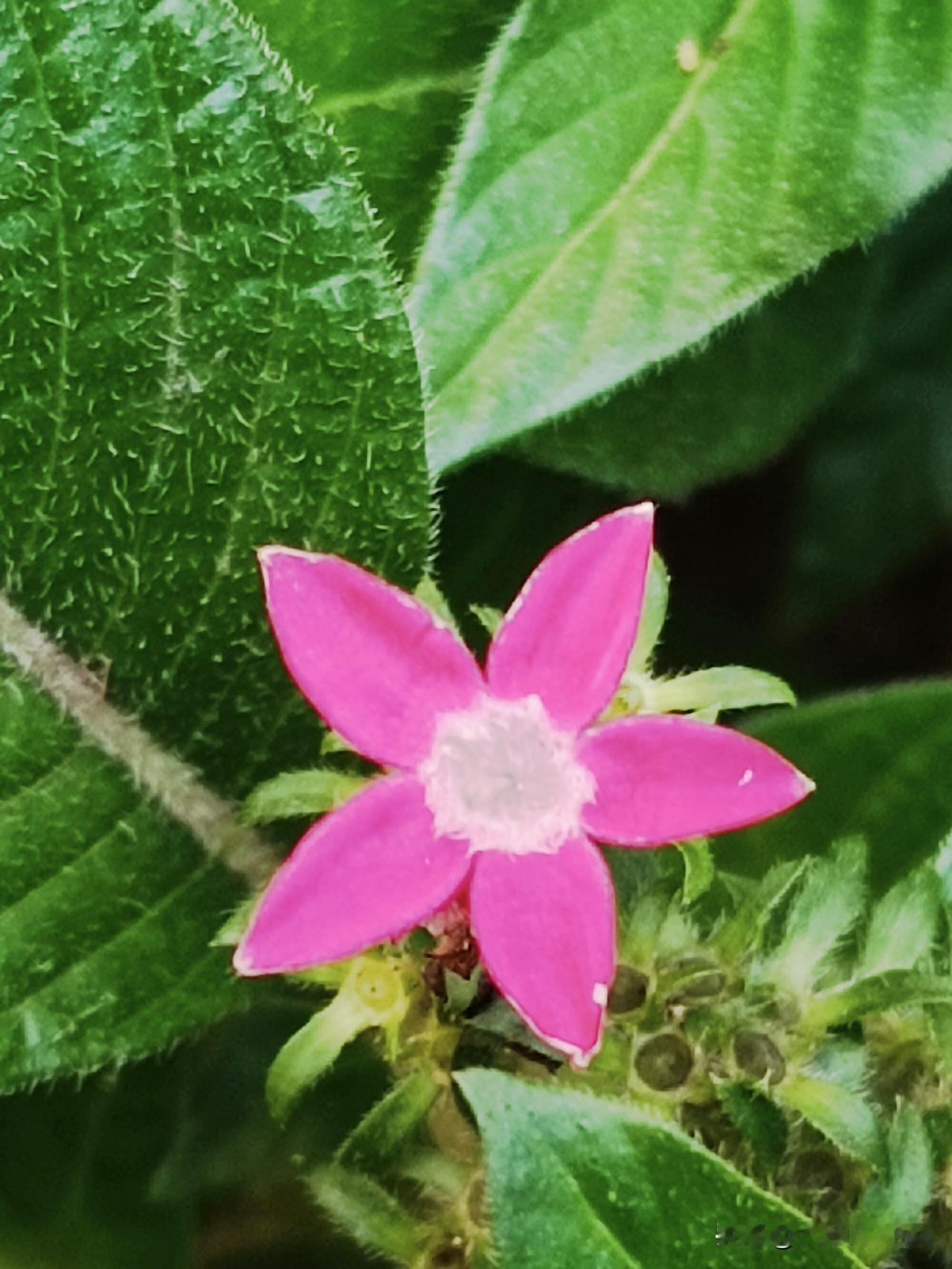 细碎五星小花（繁星花），静静盛开，独享夏日时光。（拍摄于2026-7-23邢台·