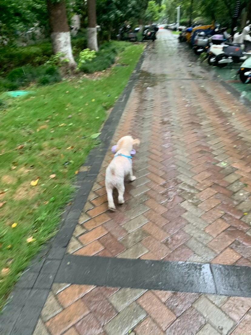 不到两分钟母子二人落水而逃台风白海豚有点厉害大风大雨呀 
