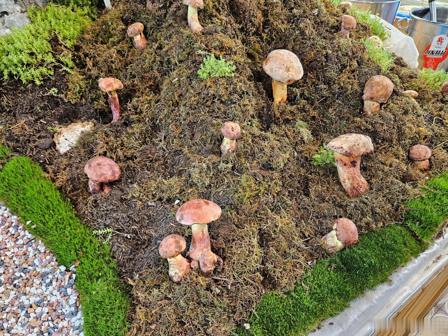 下雨天不赶路，到了宜良肚子饿了，就吃烤鸭吧！不在城边的几家老店吃，故意进城吃一家