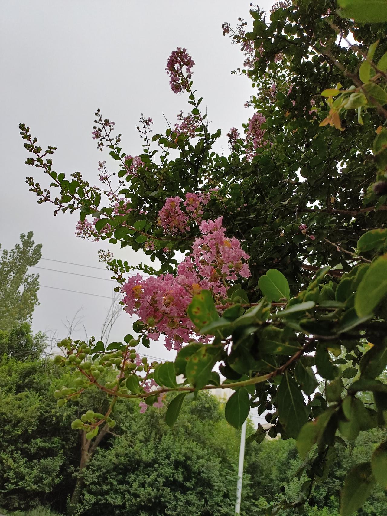 天空中灰蒙蒙的，要下雨的节奏，走在路上，偶尔有小雨滴滴在脸上，凉凉的，路边的花和